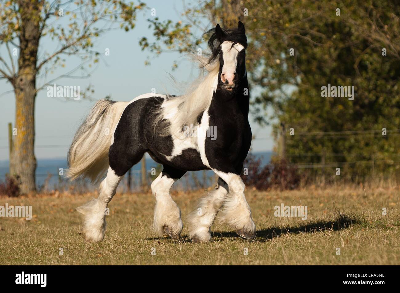 Tinker pony horse hi-res stock photography and images - Alamy