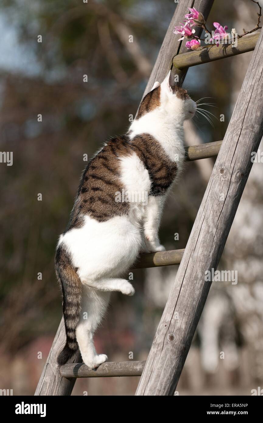 climbing domestic cat Stock Photo