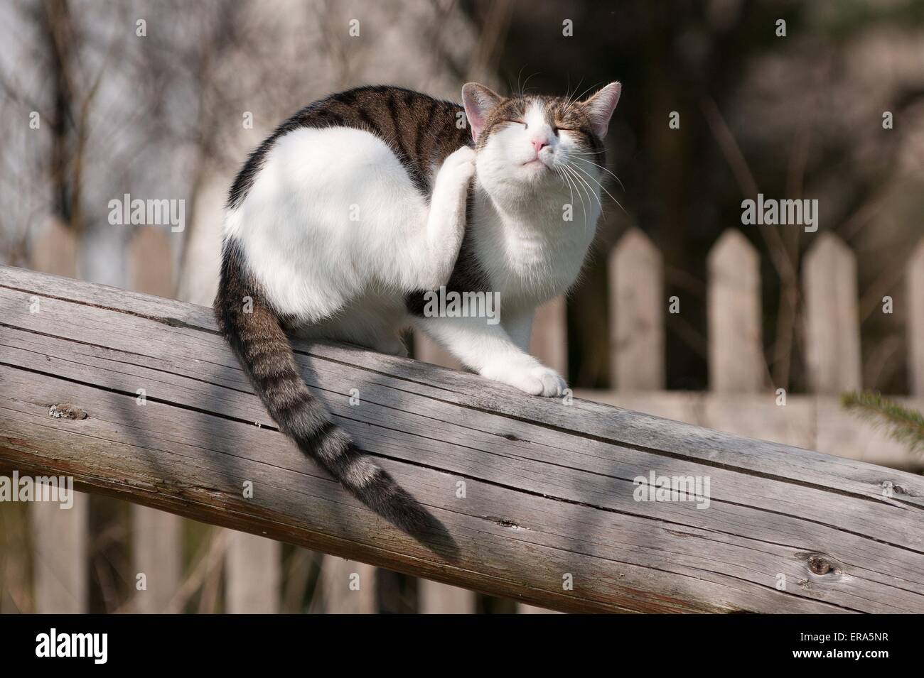 domestic cat scratching herself Stock Photo Alamy