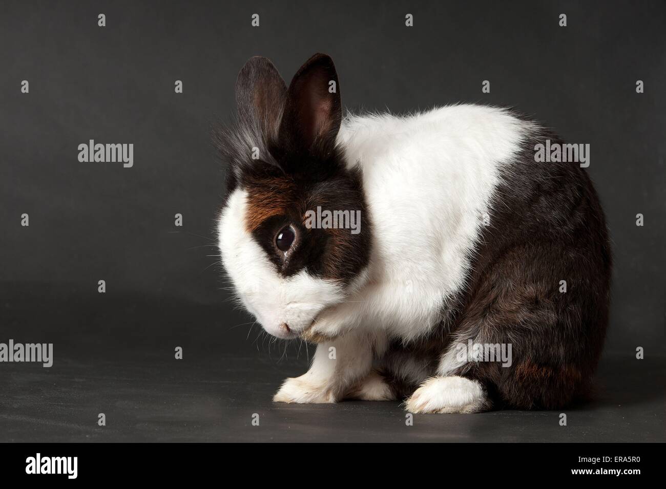 Rabbit clean adult hi-res stock photography and images - Alamy