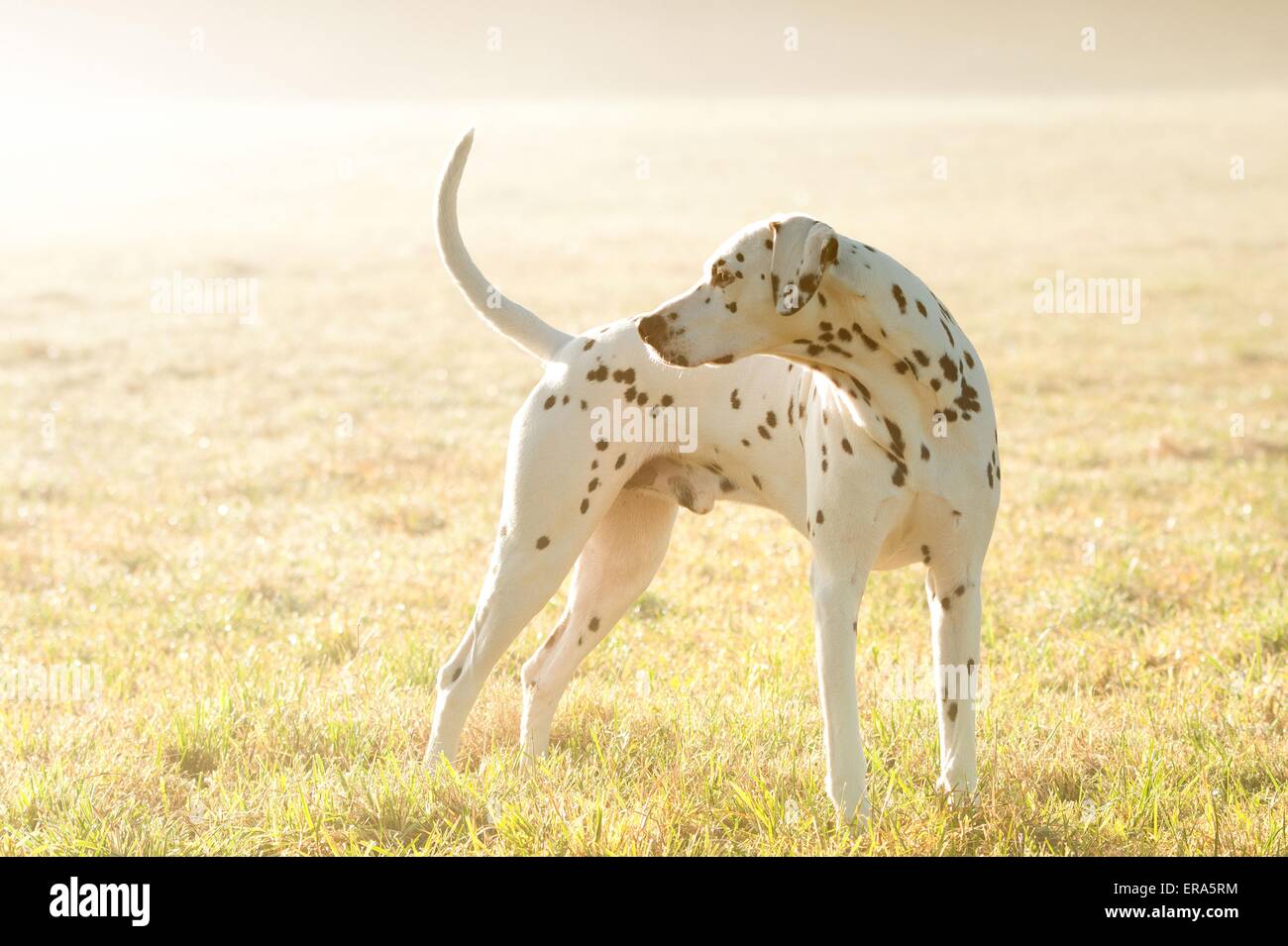 Dalmatian Stock Photo