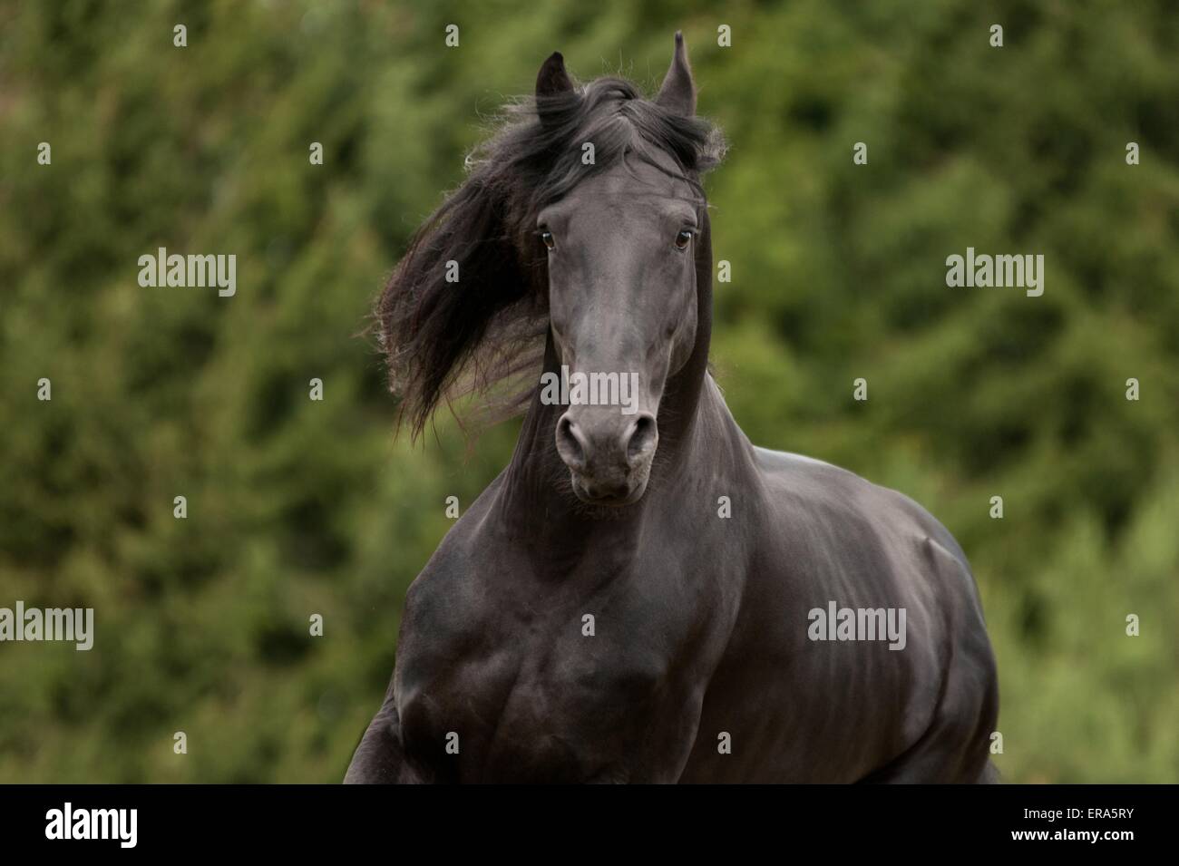 Frisian horse portrait Stock Photo