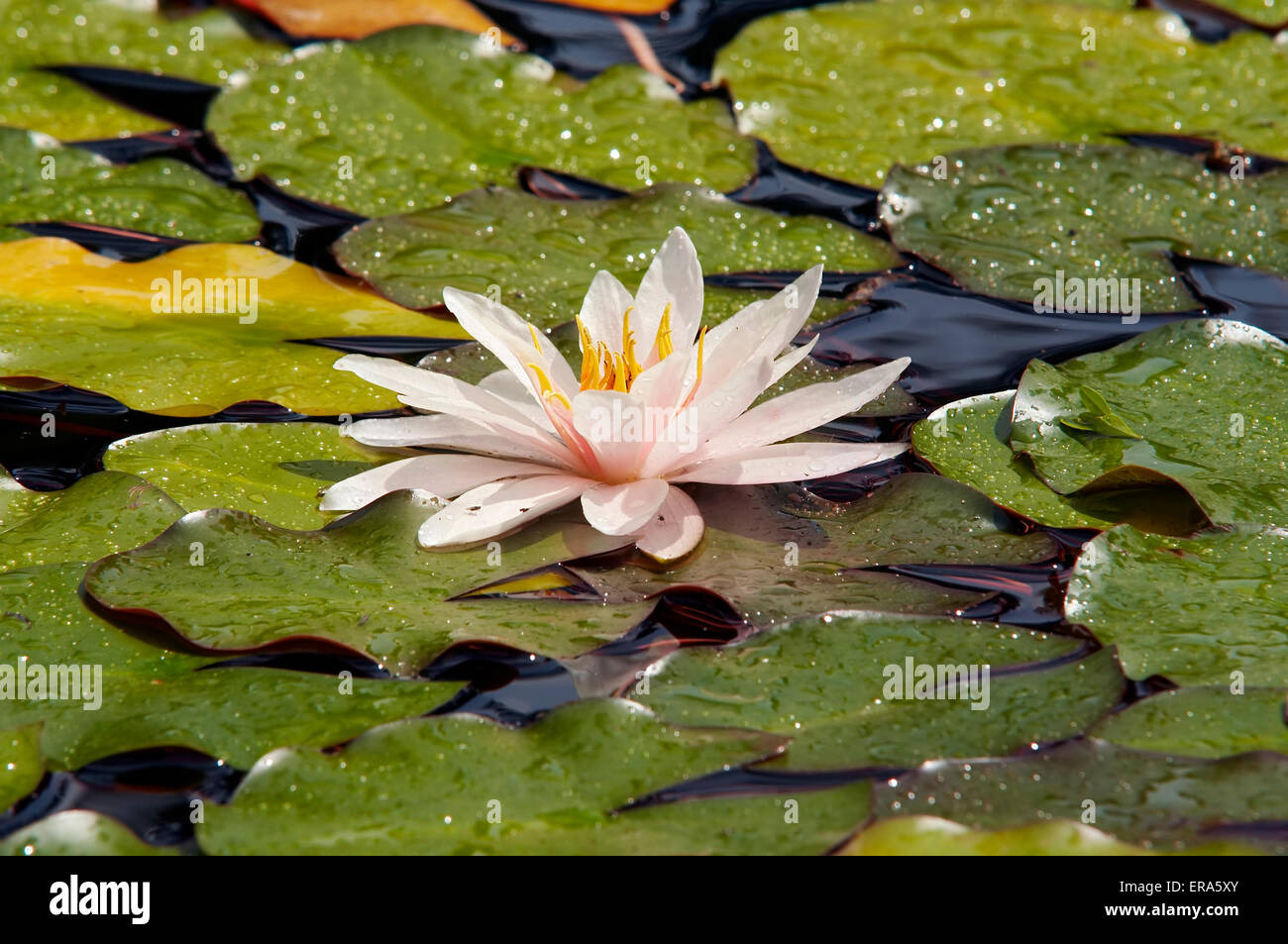 water lily on the water Stock Photo - Alamy