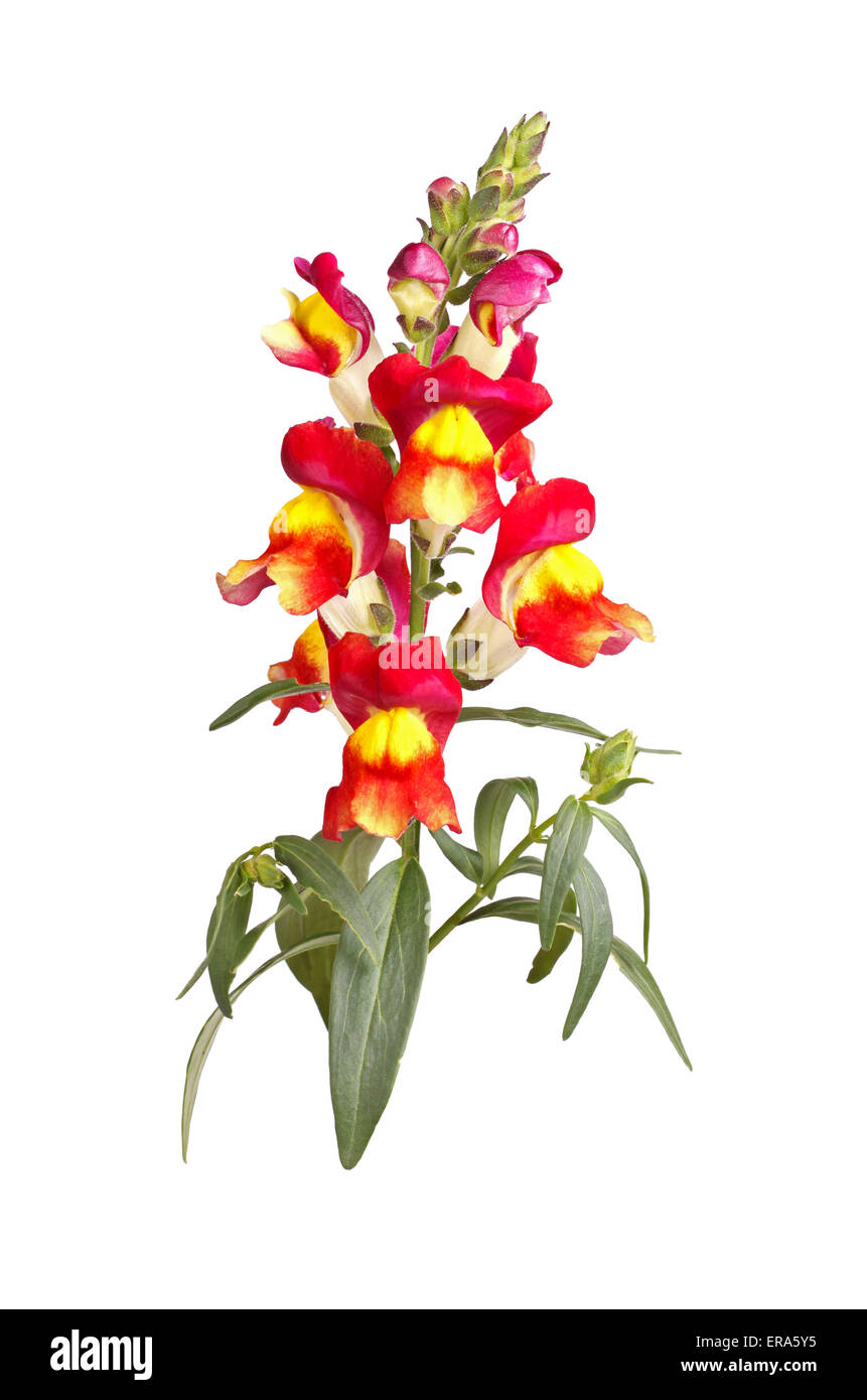 Single stem of yellow, red and orange flowers of snapdragon (Antirrhinum majus) isolated against a white background Stock Photo