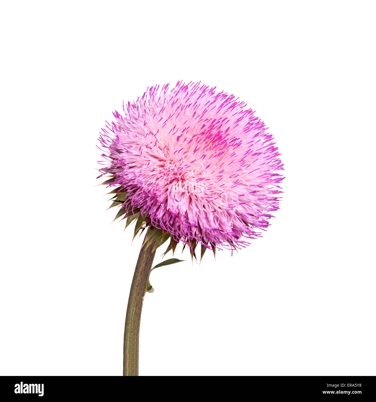 Compound flower of musk thistle (Carduus nutans) isolated against a white background Stock Photo