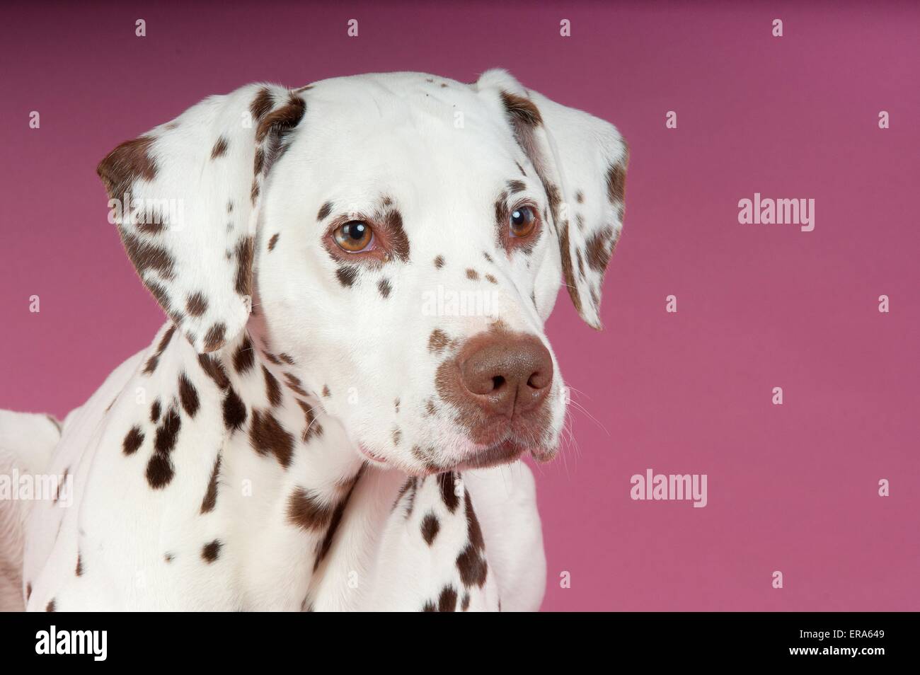 Dalmatian portrait Stock Photo