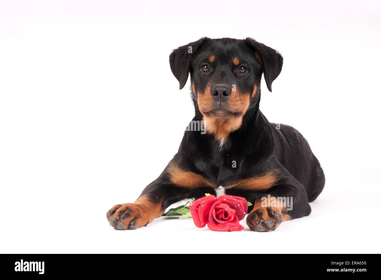 young Great Swiss Mountain Dog Stock Photo