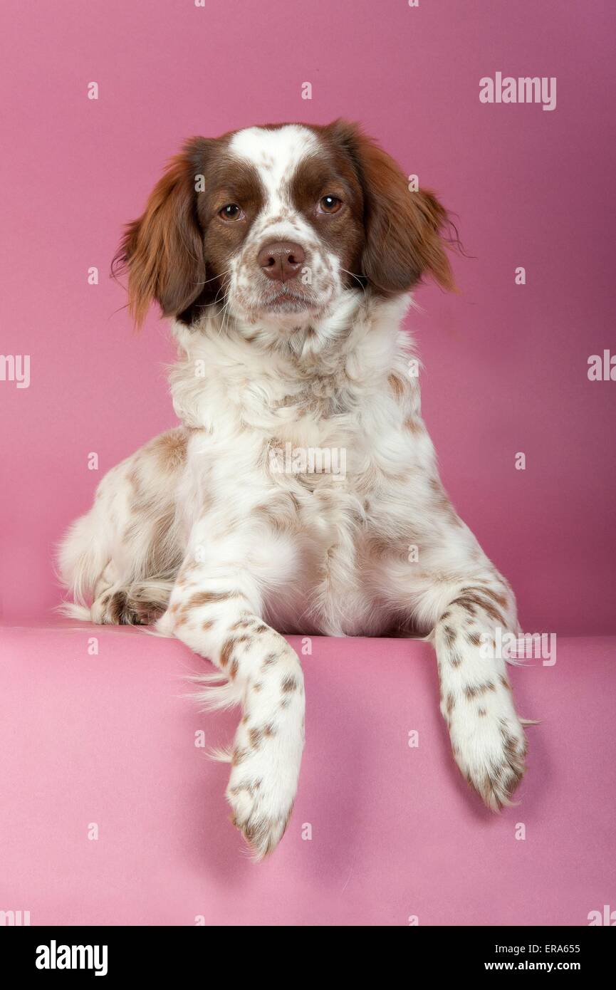 lying mongrel Stock Photo