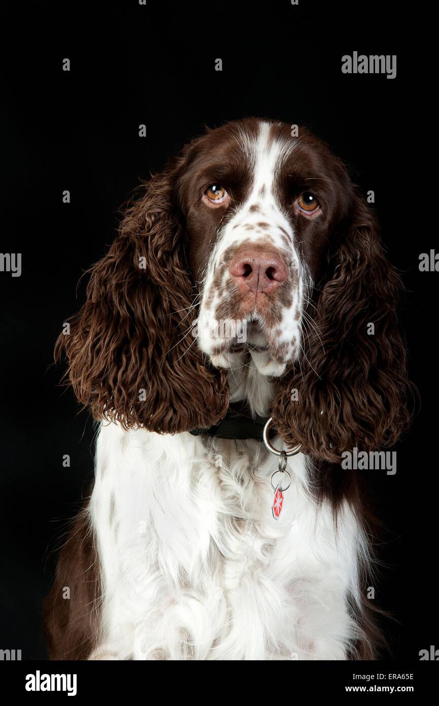 English Springer Spaniel Portrait Stock Photo - Alamy