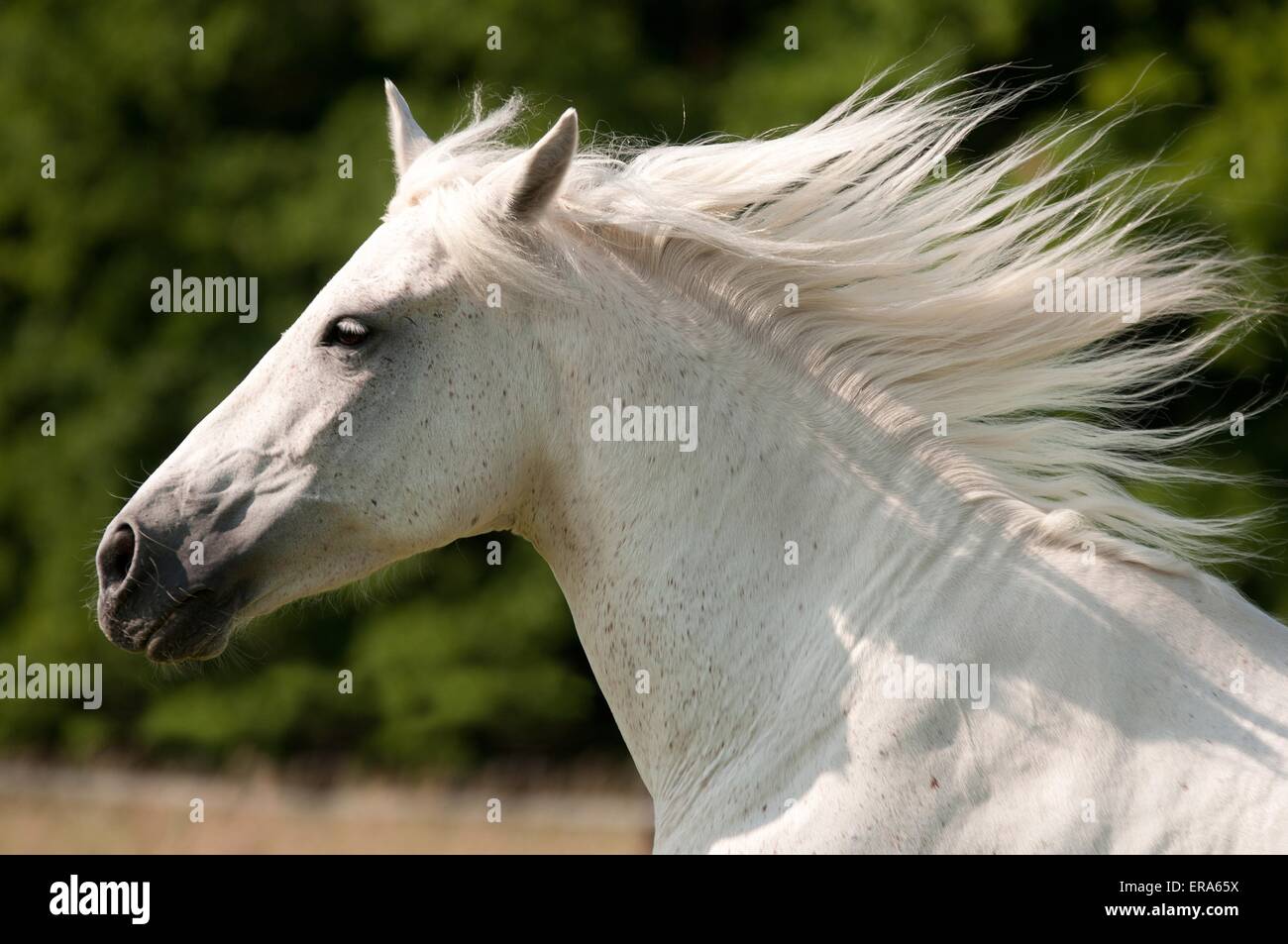 Andalusian horse portrait Stock Photo