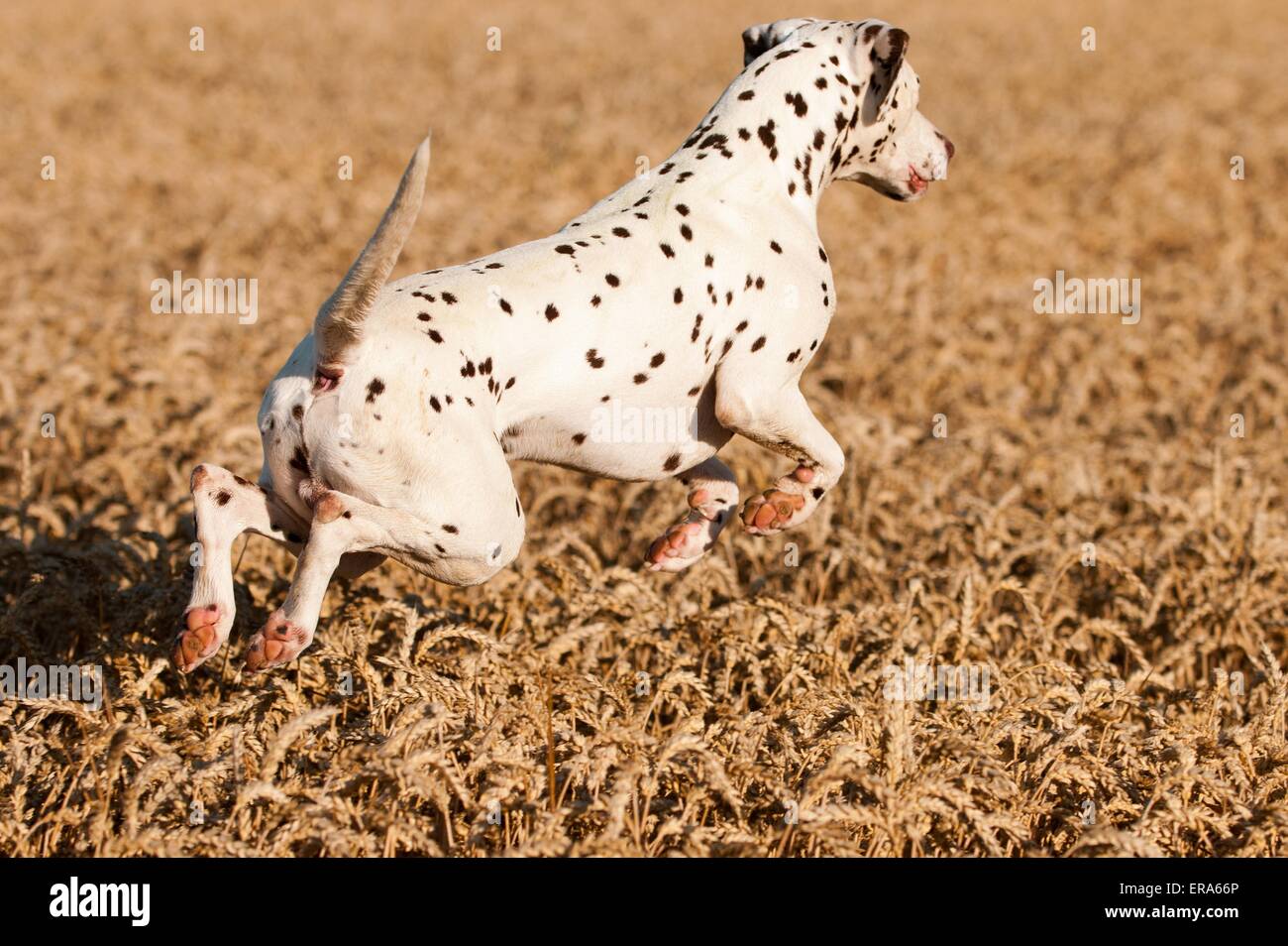 jumping Dalmatian Stock Photo