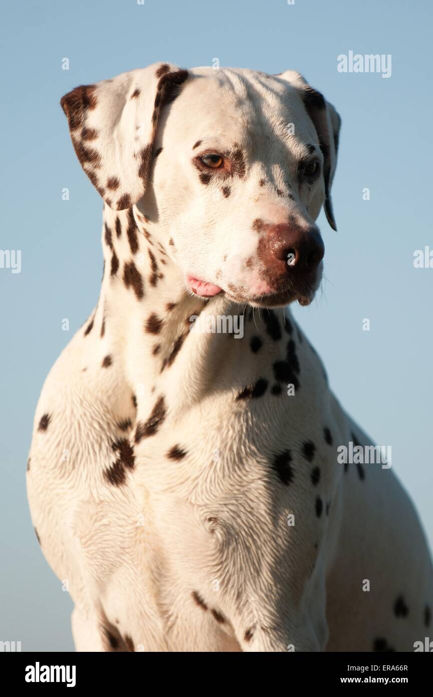 Dalmatian portrait Stock Photo