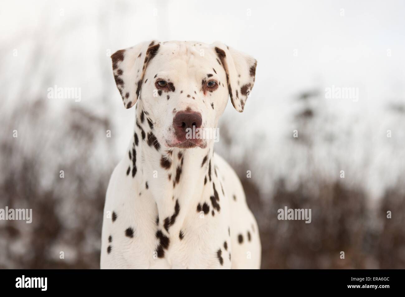 Dalmatian Portrait Stock Photo