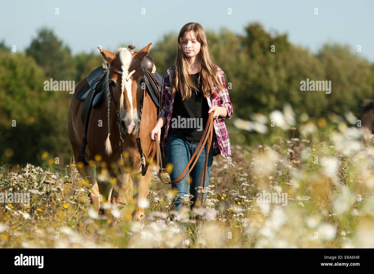girl and Haflinger horse Stock Photo