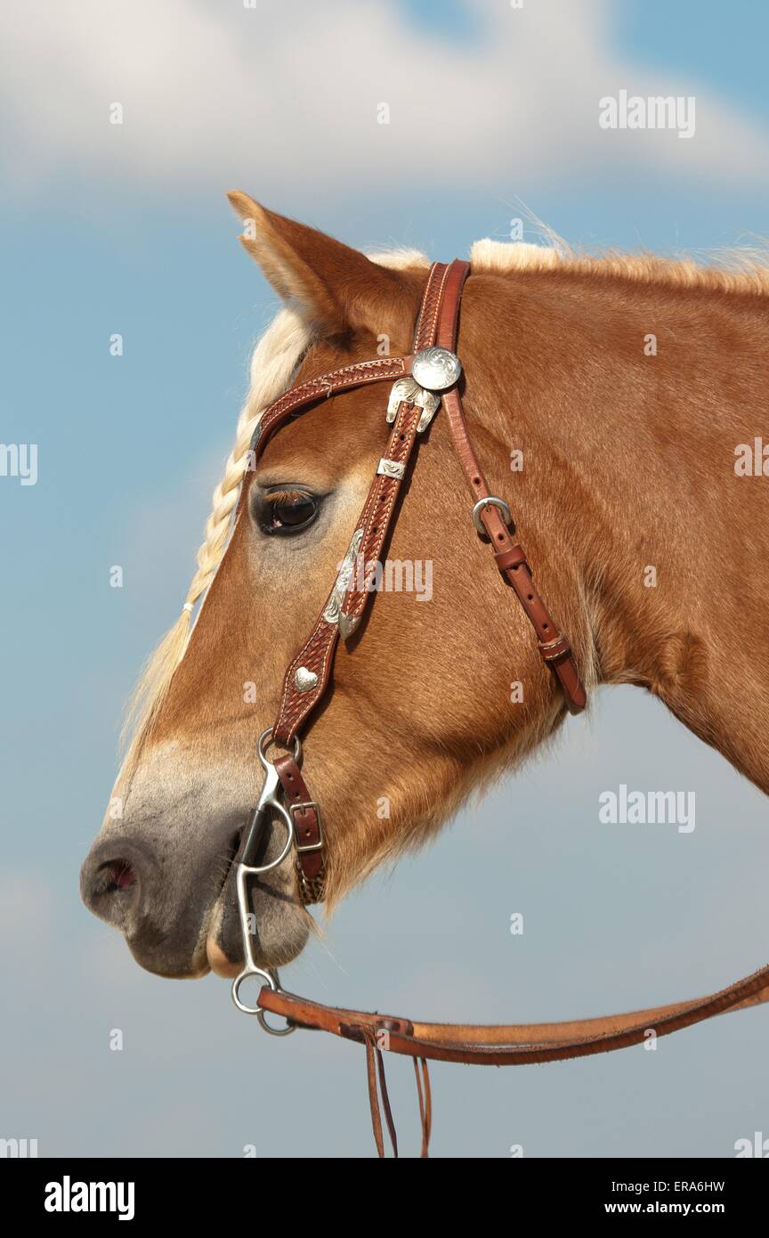 Haflinger horse portrait Stock Photo - Alamy