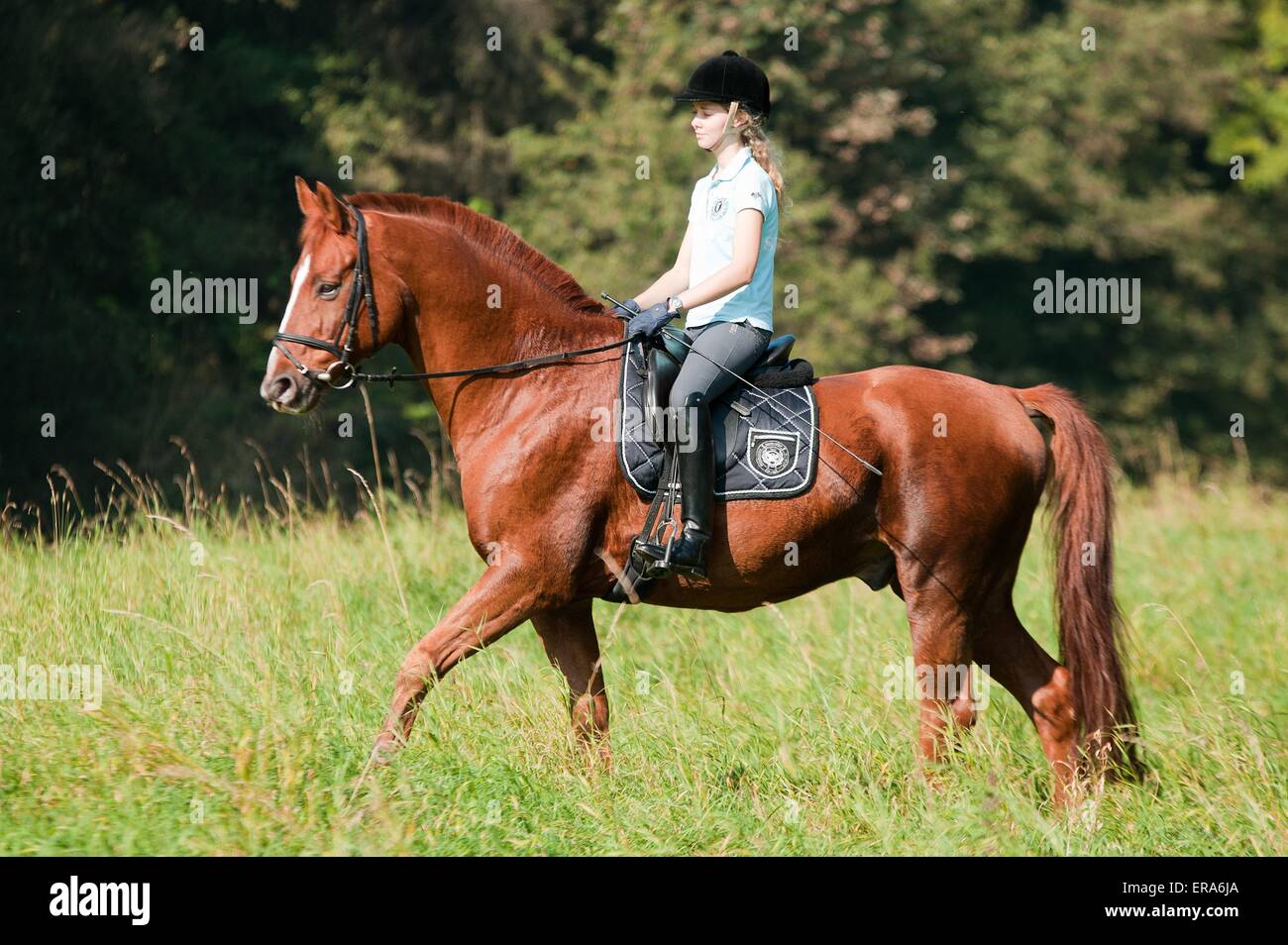 girl rides Hanoverian Stock Photo - Alamy