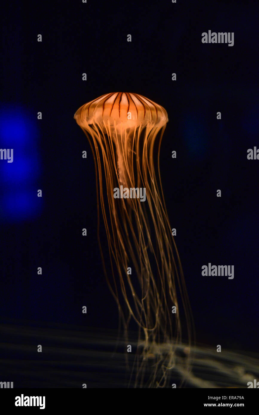 Orange jellyfish with tentacles swimming  on a black background Stock Photo