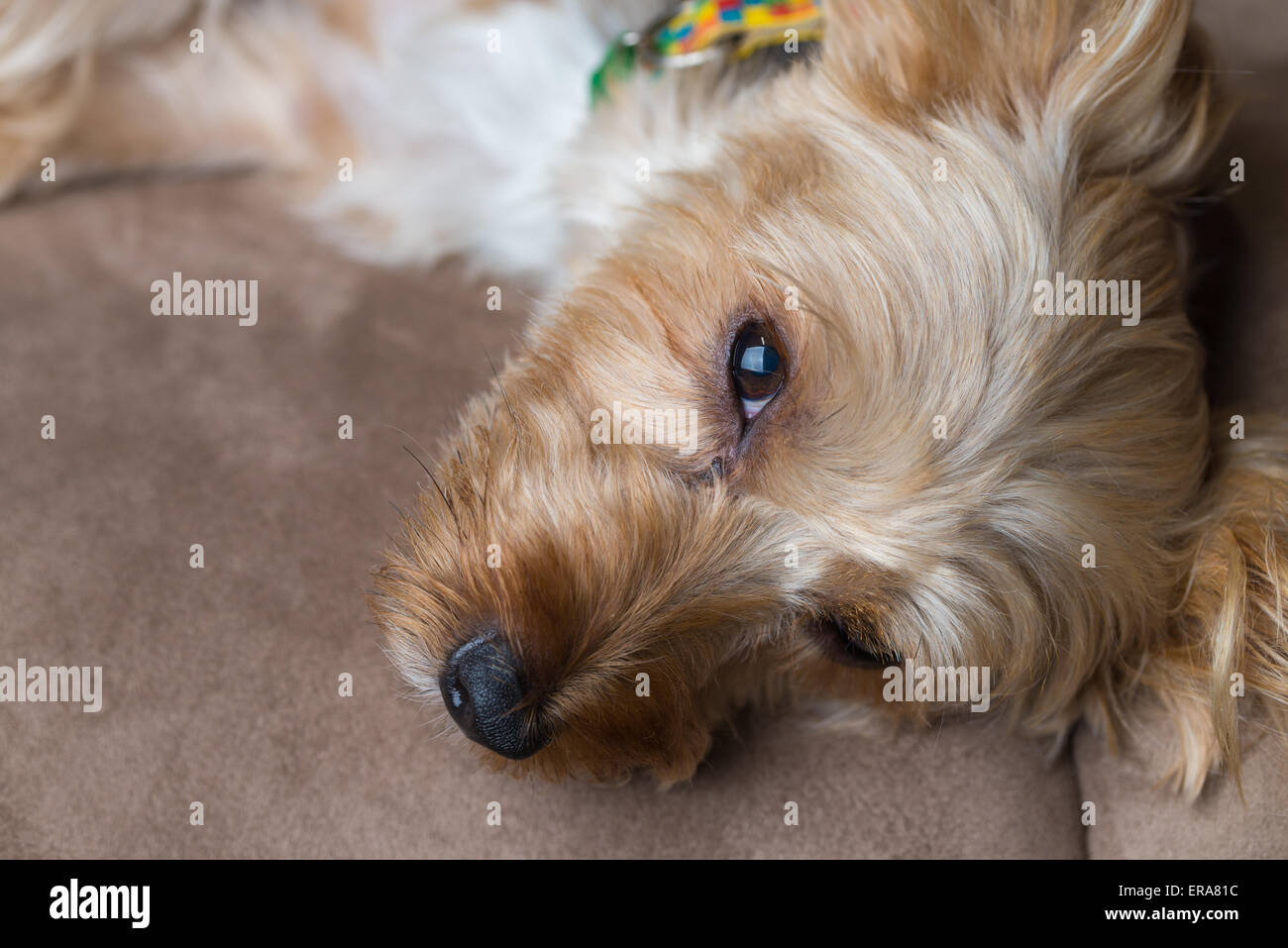 A cute yorkshire terrier laying on a couch wearing a collar. Stock Photo