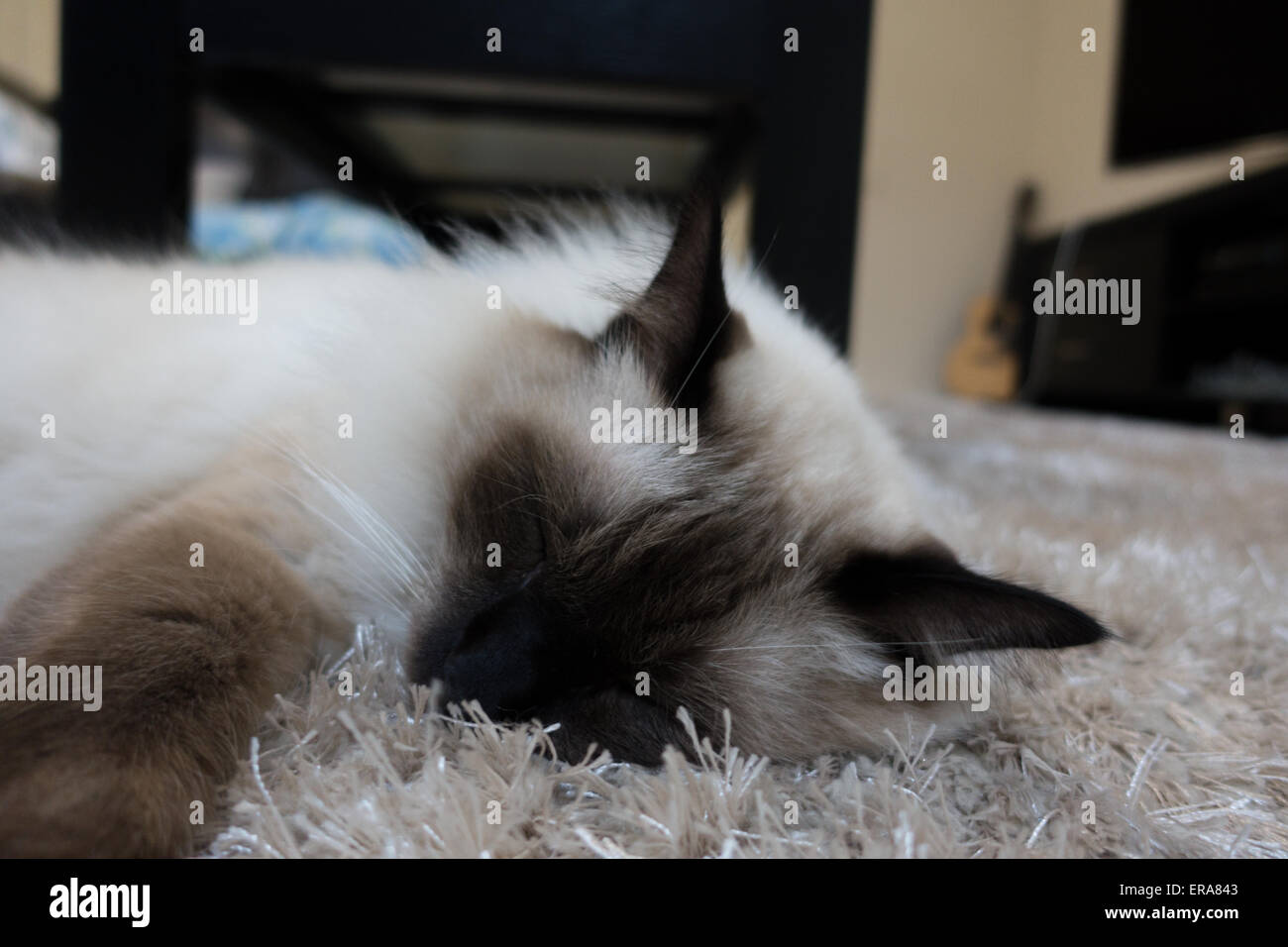 Ragdoll cat sleeping on a rug Stock Photo Alamy