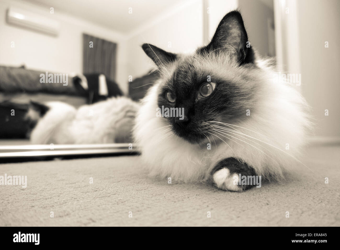 Standing ragdoll hires stock photography and images Alamy
