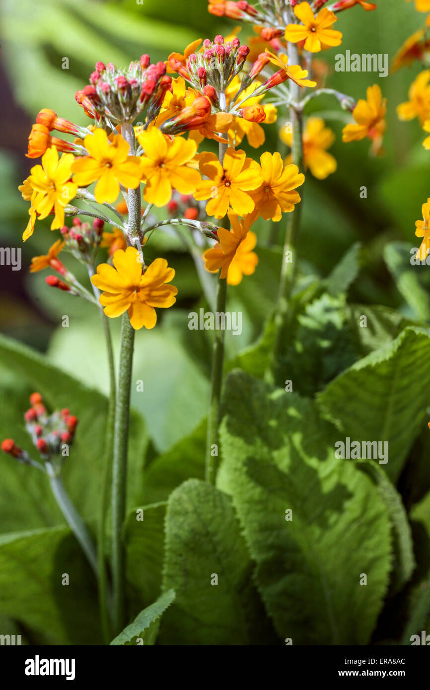 Primrose, Primula candelabra Harlow Carr, Yellow primroses Stock Photo