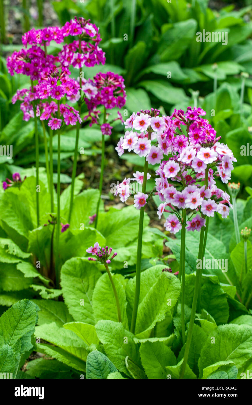 Primrose, Primula japonica " Apple Blossom Stock Photo - Alamy