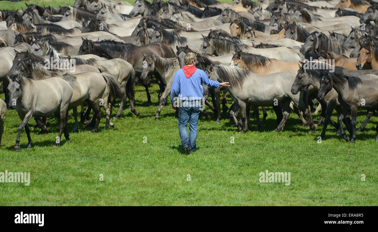 Duelmen, Germany. 30th May, 2015. Catchers drive the herd of horses during the Wildpferdfangtag (lit wild horse catching day) near Duelmen, Germany, 30 May 2015. This weekend in Duelmen, the young wild stallions are caught and removed from the herd in order to prevent fights with older horses. The event has been taking place since 1907. PHOTO: CAROLINE SEIDEL/dpa/Alamy Live News Stock Photo