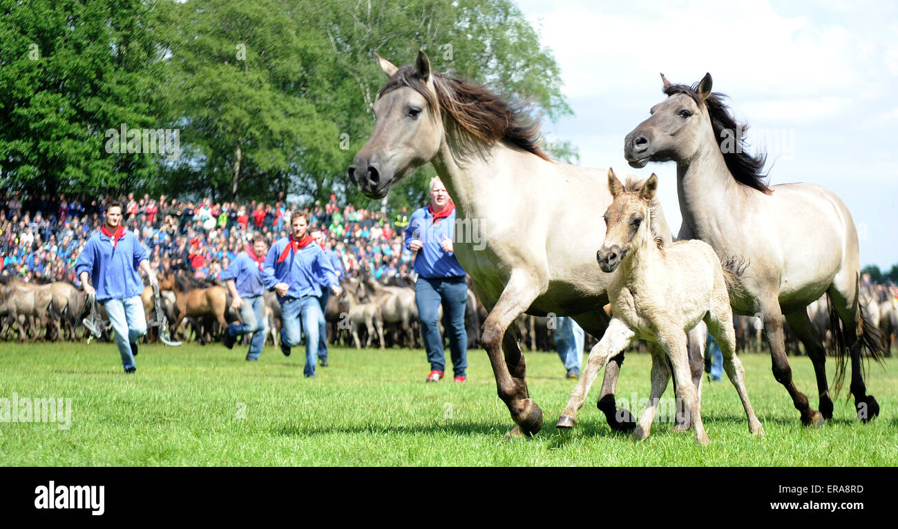 Duelmen, Germany. 30th May, 2015. Catchers drive the herd of horses during the Wildpferdfangtag (lit wild horse catching day) near Duelmen, Germany, 30 May 2015. This weekend in Duelmen, the young wild stallions are caught and removed from the herd in order to prevent fights with older horses. The event has been taking place since 1907. PHOTO: CAROLINE SEIDEL/dpa/Alamy Live News Stock Photo