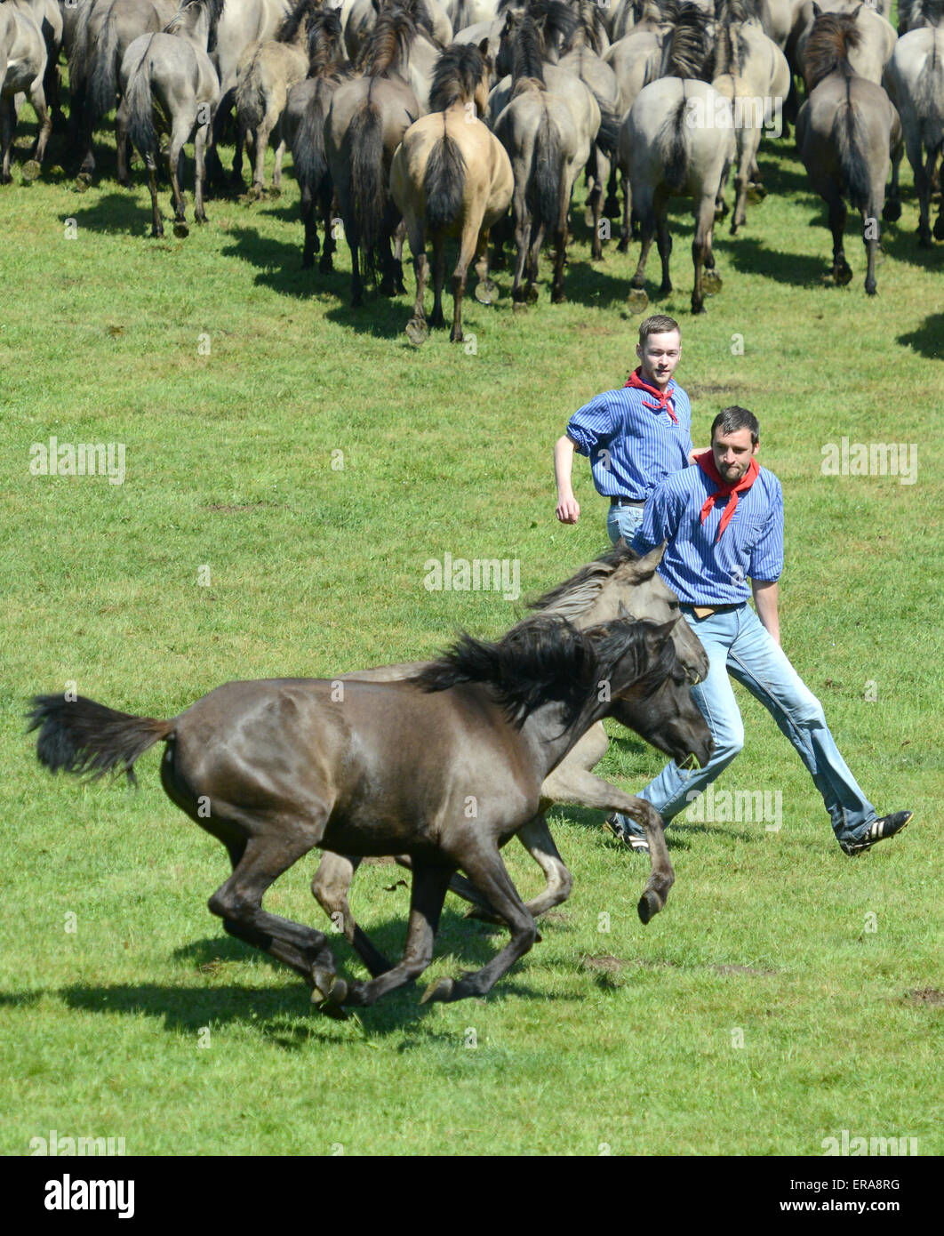 Duelmen, Germany. 30th May, 2015. Catchers drive the herd of horses during the Wildpferdfangtag (lit wild horse catching day) near Duelmen, Germany, 30 May 2015. This weekend in Duelmen, the young wild stallions are caught and removed from the herd in order to prevent fights with older horses. The event has been taking place since 1907. PHOTO: CAROLINE SEIDEL/dpa/Alamy Live News Stock Photo