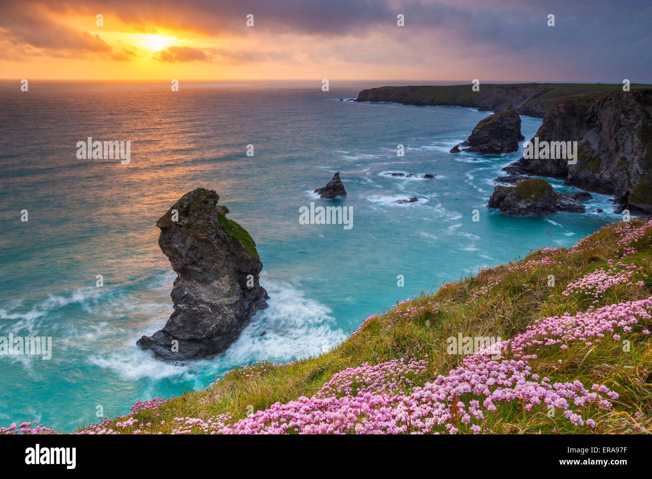 pink-thrift-flowers-bedruthan-steps-newquay-cornwall-england-uk