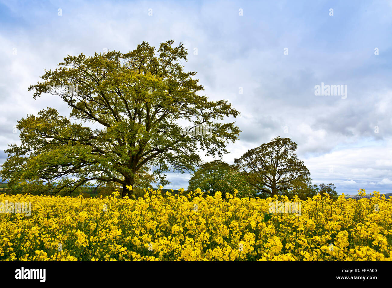 Rural landscape with oak tree and rapeseed field Stock Photo - Alamy