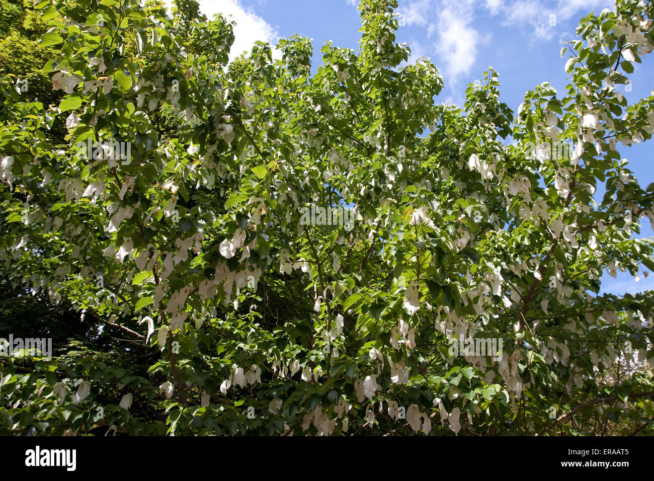 Davidia involucrata, the handkerchief tree in flower Stock Photo
