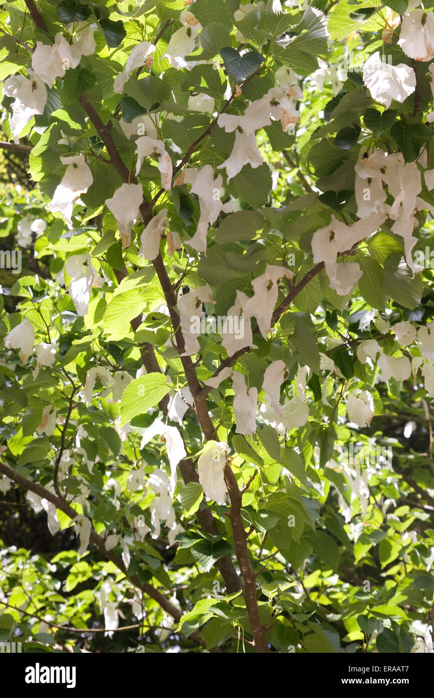 Davidia involucrata, the handkerchief tree in flower Stock Photo