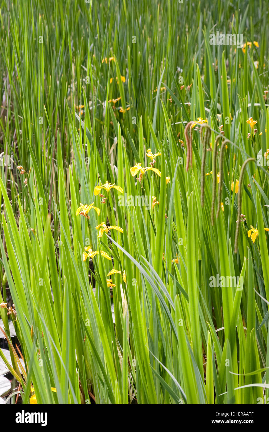 Yellow iris pond plant in flower Stock Photo