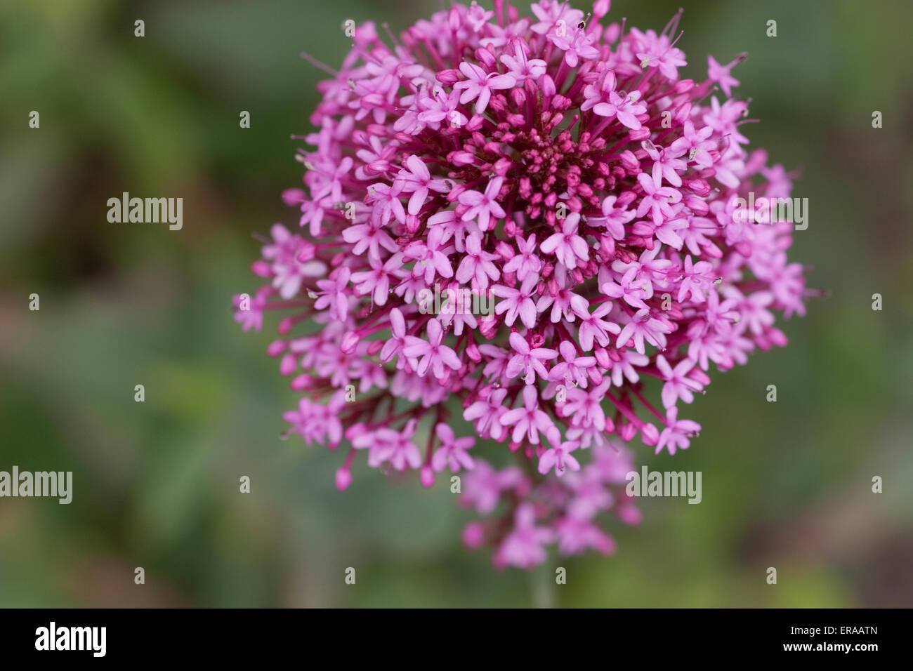 Verbena bonariensis in bloom Stock Photo Alamy