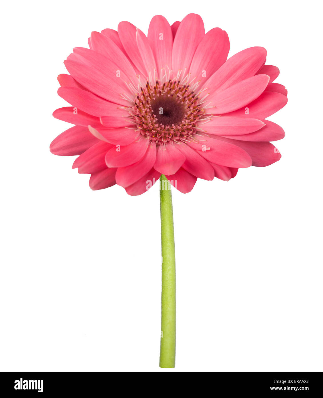 Pink gerbera daisy with stem isolated on white Stock Photo