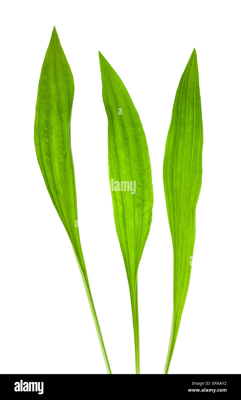 ribwort plantain leaves isolated on white Stock Photo
