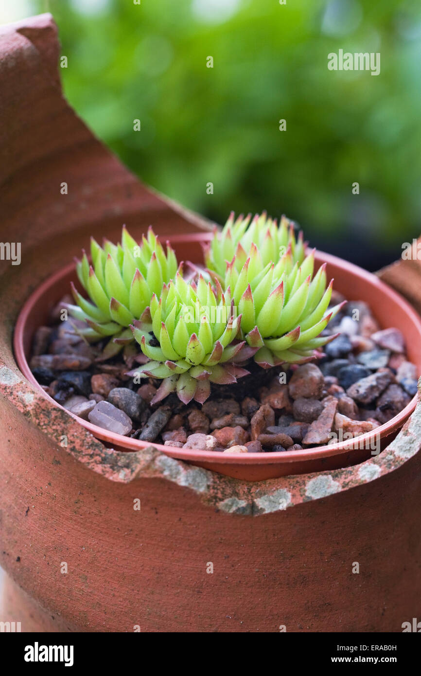 Sempervivum 'Lisa' in a terracotta pot. Stock Photo