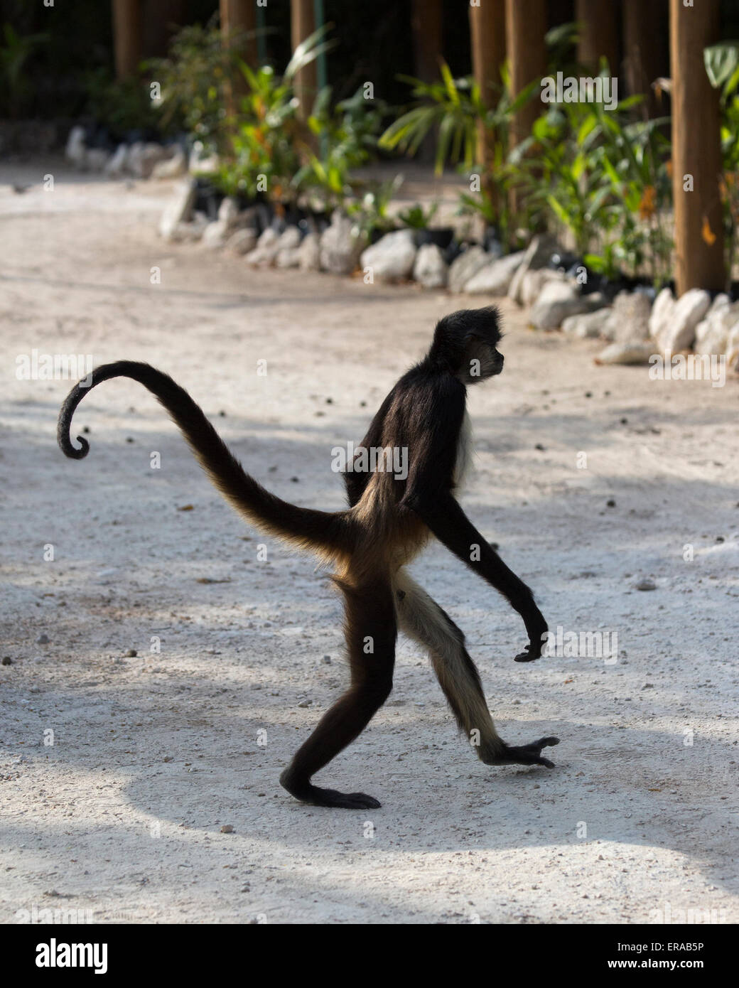 Geoffroy's spider monkey (Ateles geoffroyi), aka Black-handed Spider Monkey walking upright crossing road in Mexican resort Stock Photo