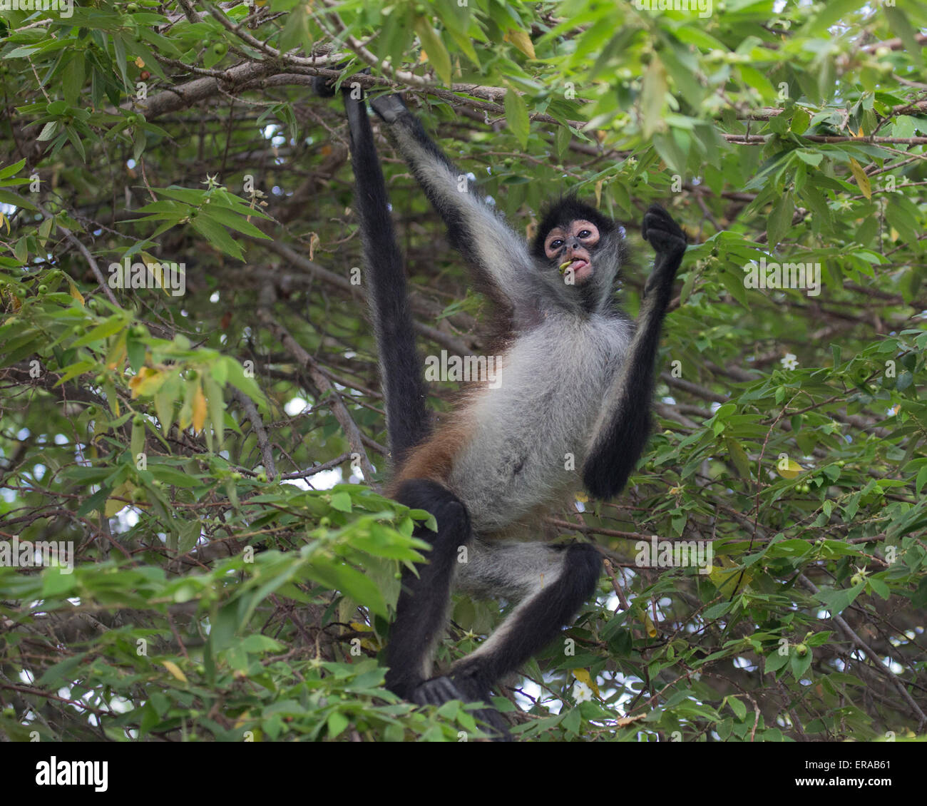 Geoffroy's spider monkey (Ateles geoffroyi), aka Black-handed Spider Monkey hanging from tree branch in Mexican tropical forest habitat Stock Photo