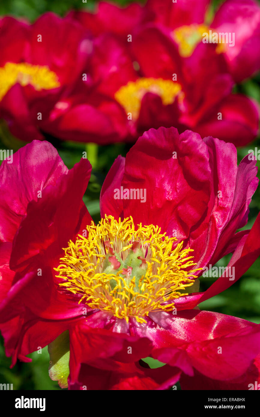 Red Peony, Paeonia lactiflora blooming Stock Photo