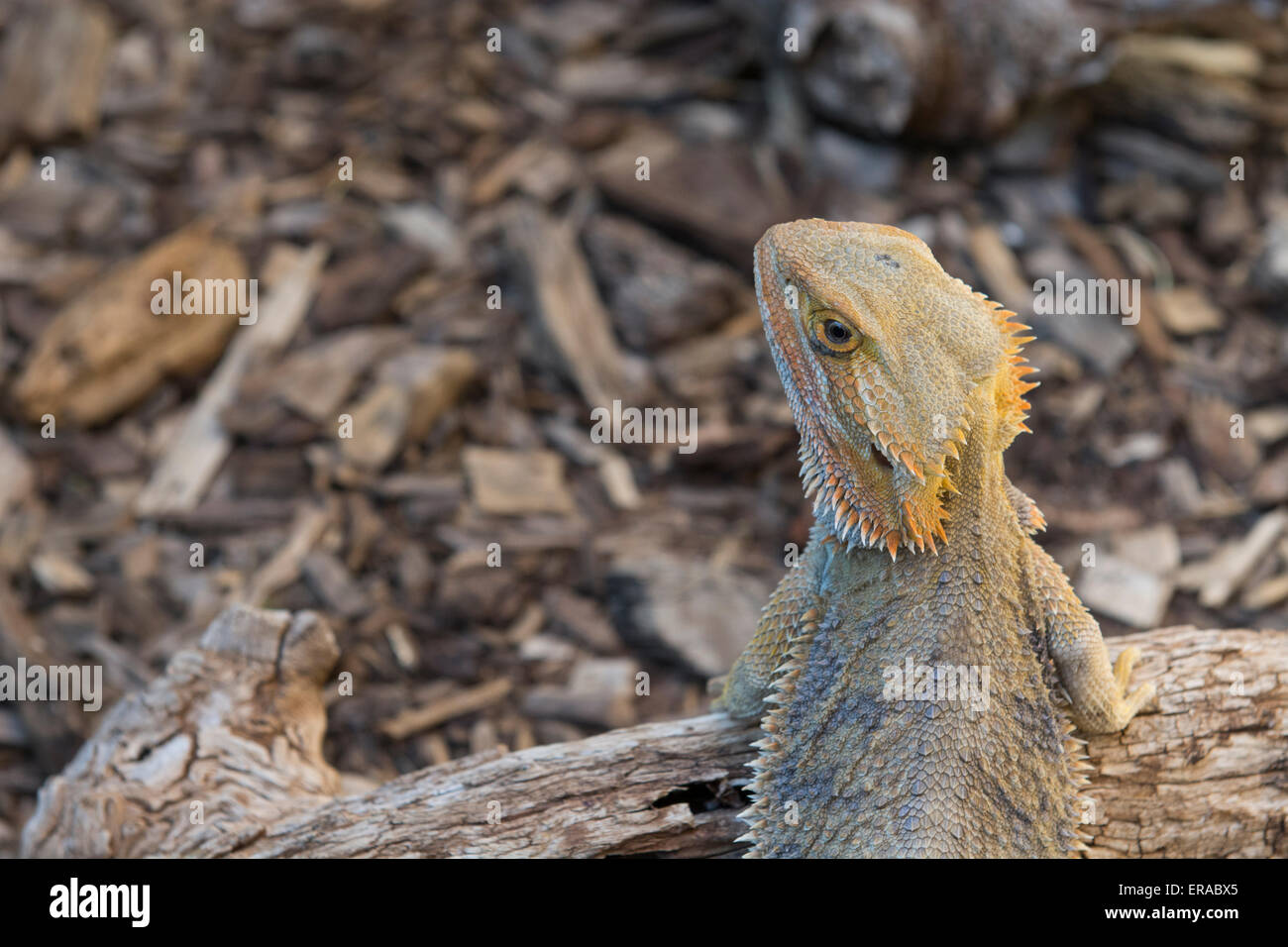 Australia, NT, Alice Springs. Alice Springs Reptile Center. Central
