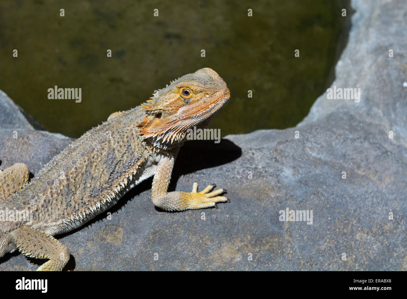 Australia, NT, Alice Springs. Alice Springs Reptile Center. Central