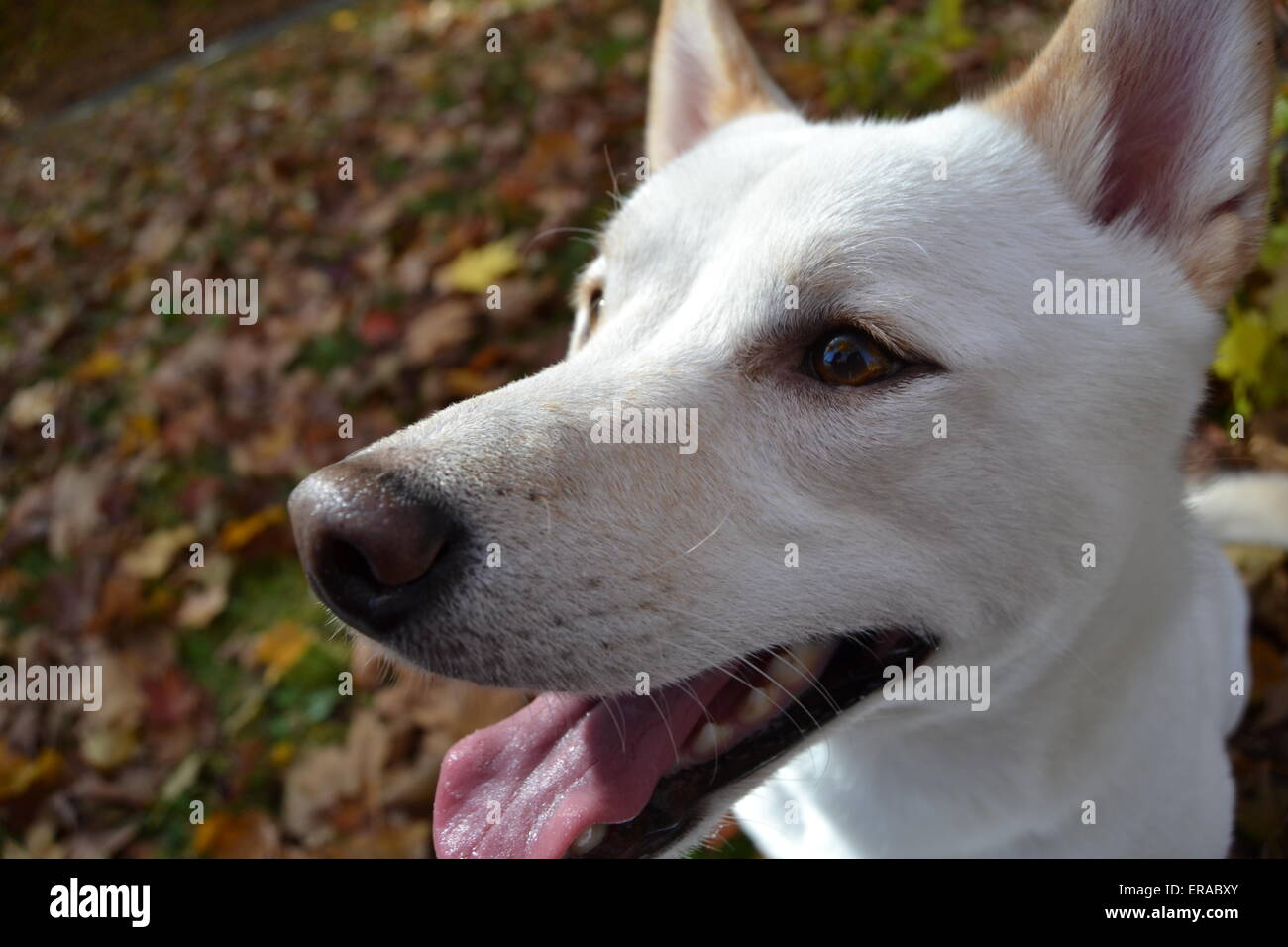 Smiling Shiba Inu Stock Photo - Alamy