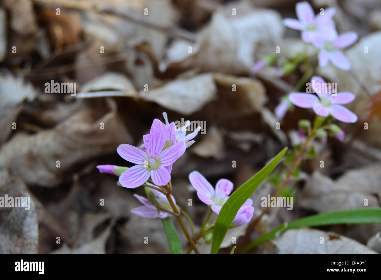 Spring Beauty wildflowers in Iowa Stock Photo