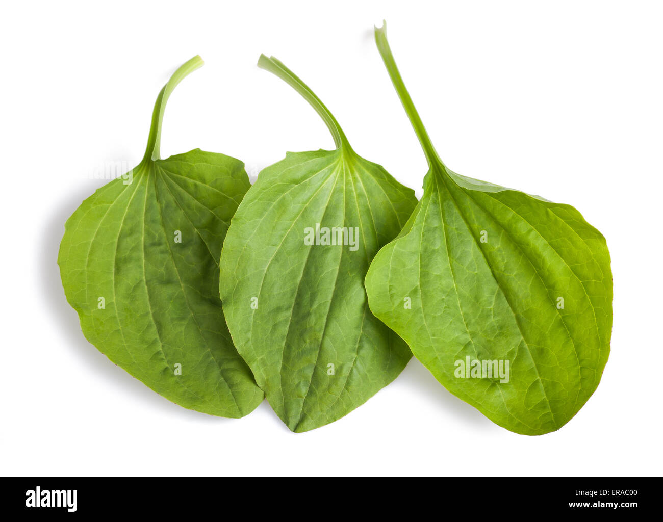 greater plantain leaves isolated on white background Stock Photo