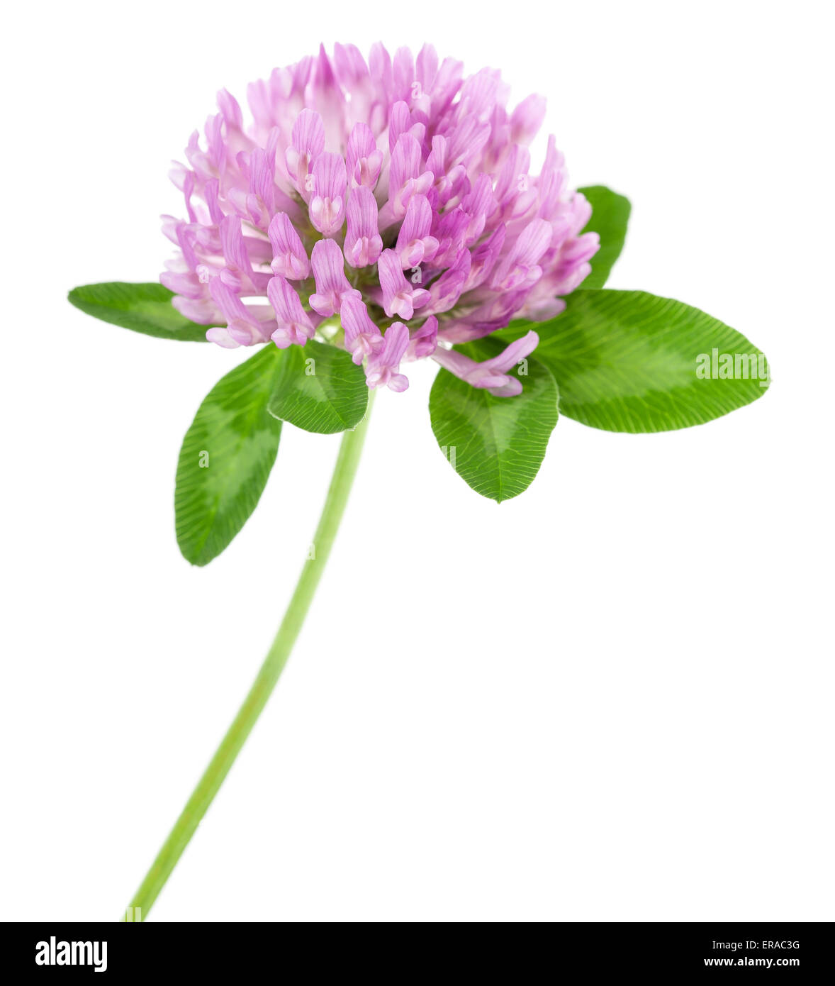 clover flowers isolated on white Stock Photo