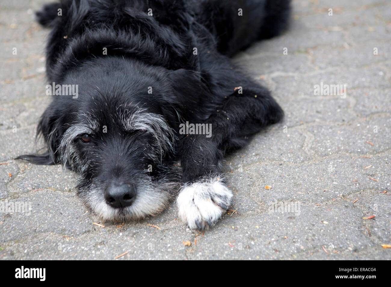 black dog lying on the pavement Stock Photo - Alamy