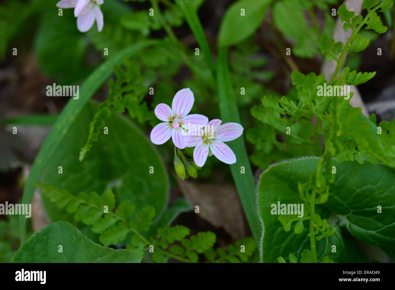 Spring Beauty wildflower in Iowa Stock Photo