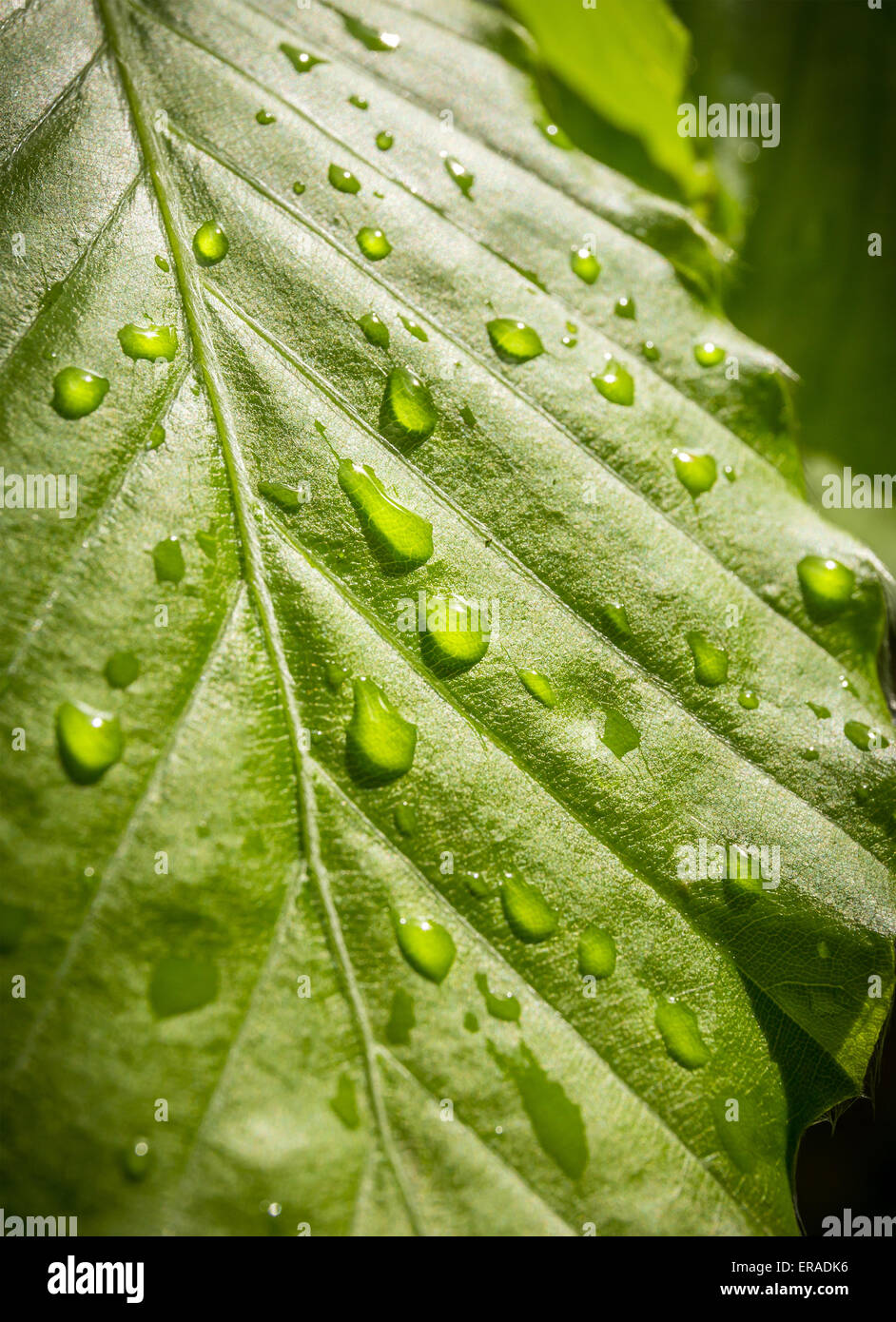 Wet green leaf hi-res stock photography and images - Alamy